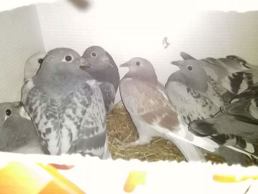 POZE TELEFON HUAWEI 176