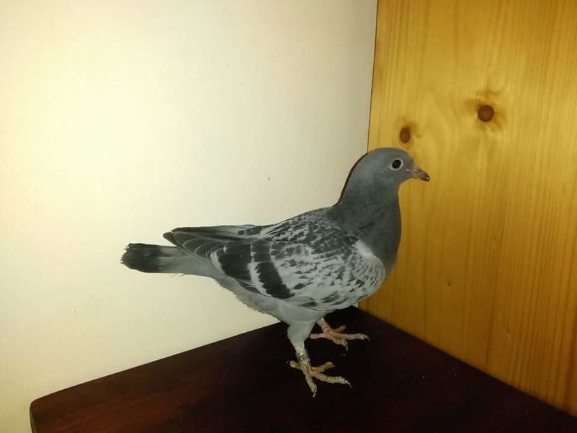 POZE TELEFON HUAWEI 177