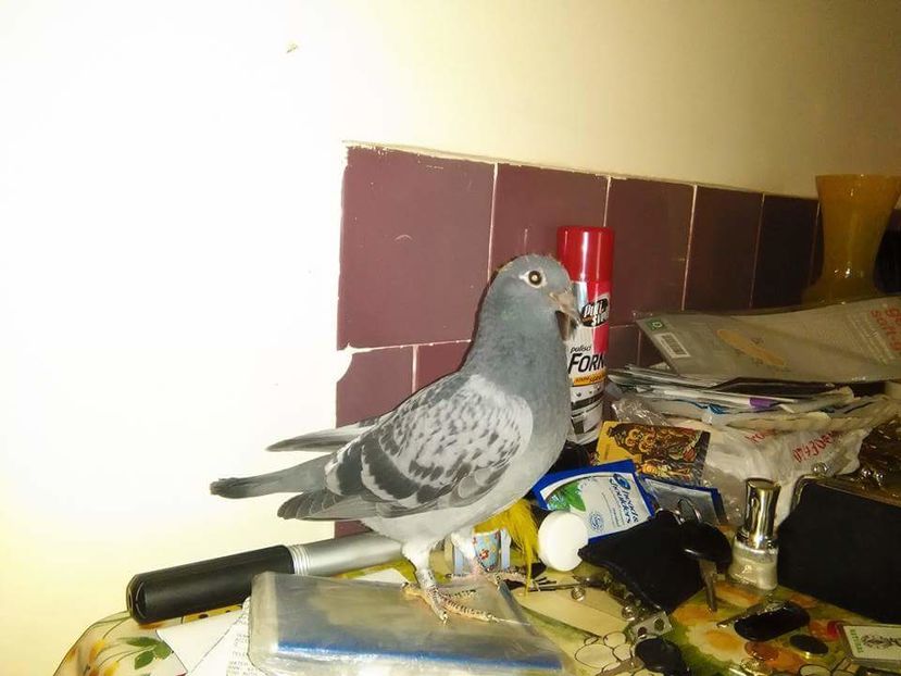 POZE TELEFON HUAWEI 179