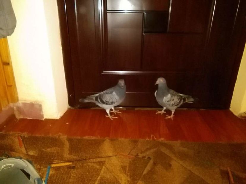 POZE TELEFON HUAWEI 180