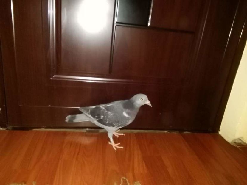 POZE TELEFON HUAWEI 181