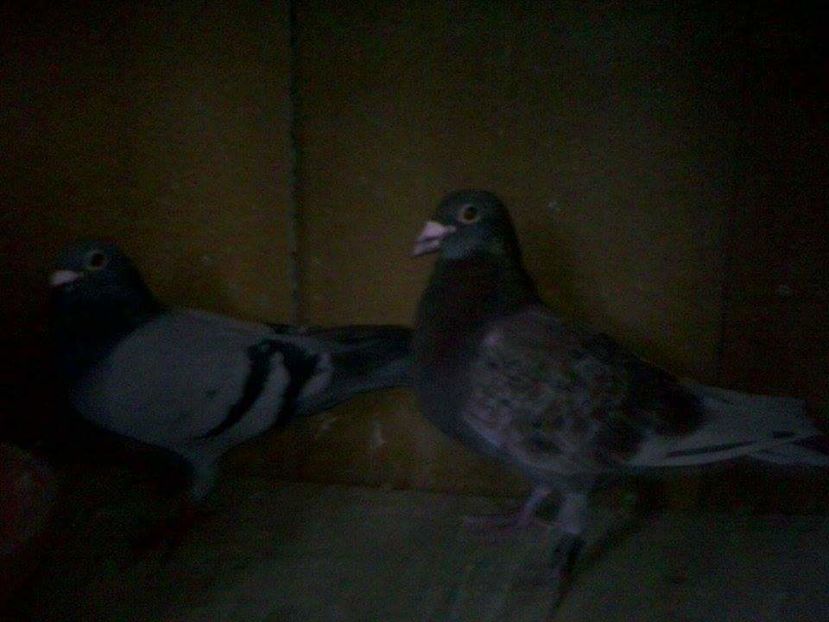 POZE TELEFON HUAWEI 192