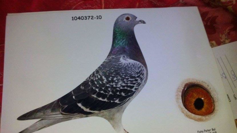 POZE TELEFON HUAWEI 194