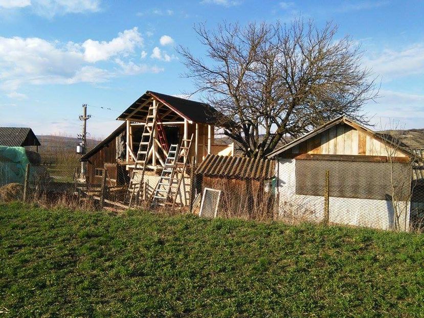 POZE TELEFON HUAWEI 203