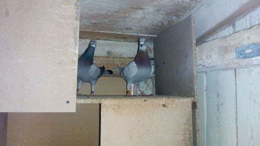 POZE TELEFON HUAWEI 208