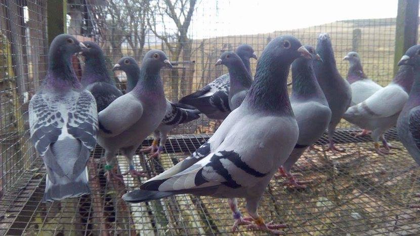 POZE TELEFON HUAWEI 210