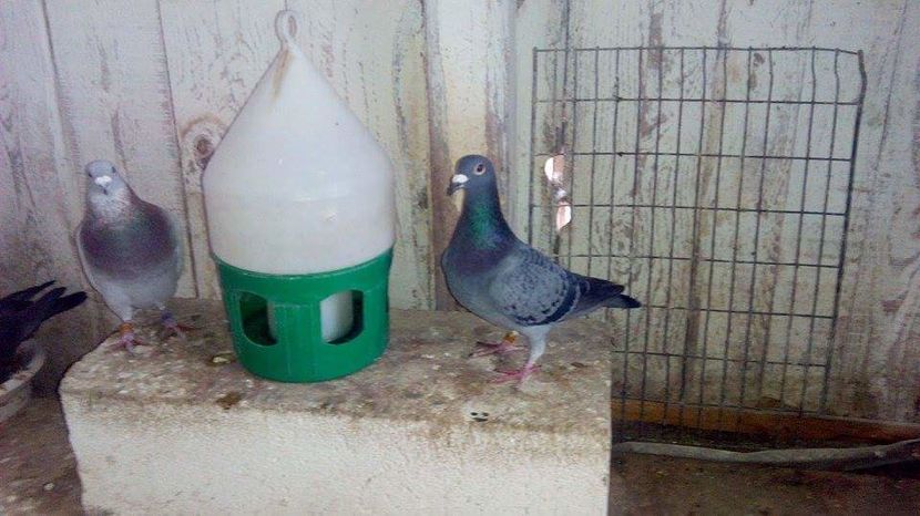 POZE TELEFON HUAWEI 211