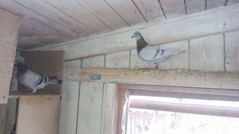 POZE TELEFON HUAWEI 212