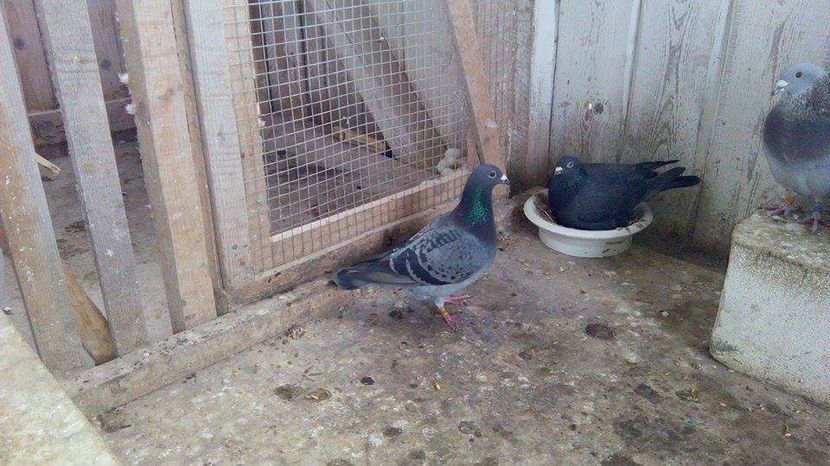 POZE TELEFON HUAWEI 213