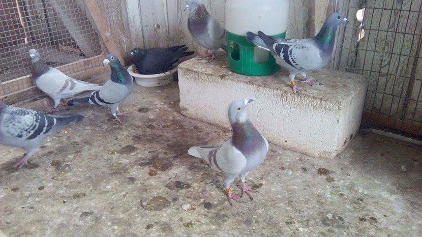 POZE TELEFON HUAWEI 214