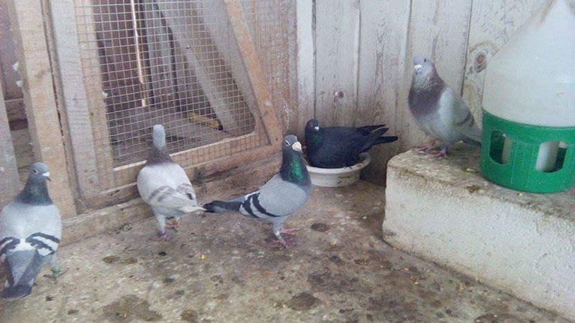 POZE TELEFON HUAWEI 215