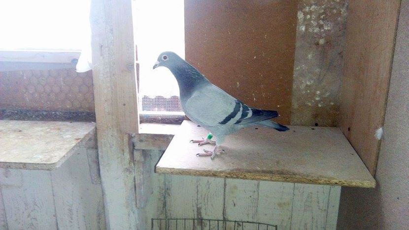 POZE TELEFON HUAWEI 217