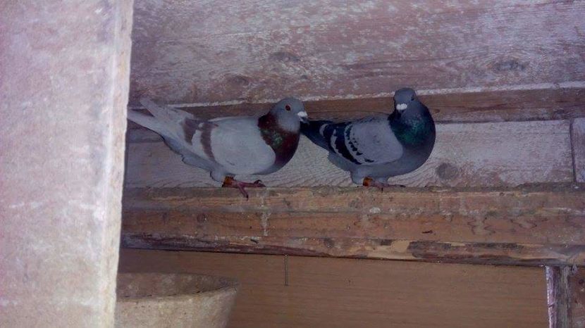 POZE TELEFON HUAWEI 218