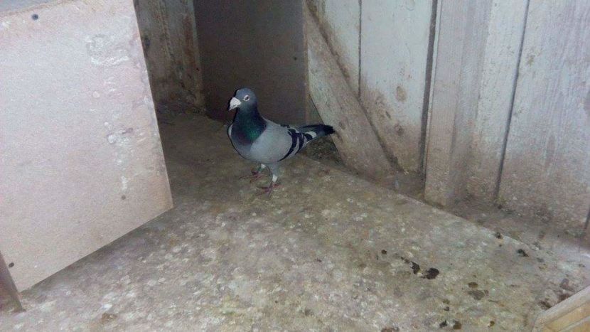 POZE TELEFON HUAWEI 220