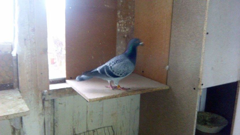 POZE TELEFON HUAWEI 221