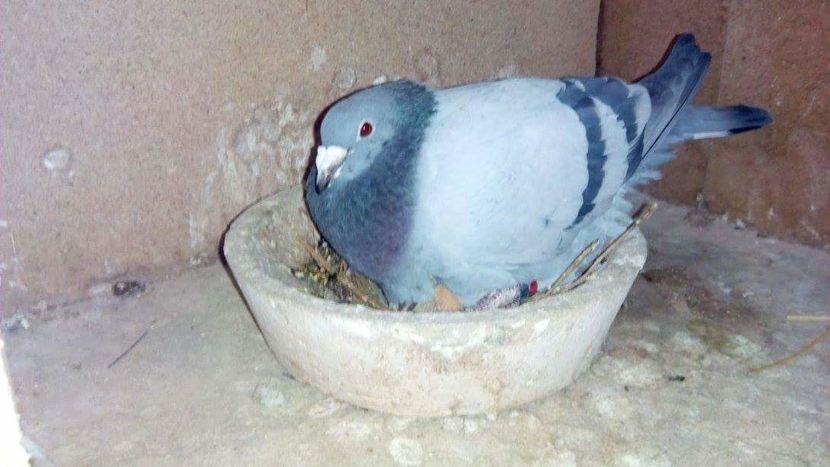 POZE TELEFON HUAWEI 223