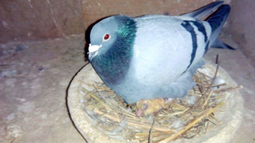 POZE TELEFON HUAWEI 224