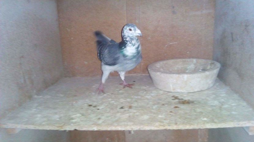 POZE TELEFON HUAWEI 225