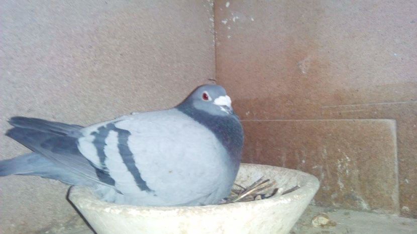 POZE TELEFON HUAWEI 226