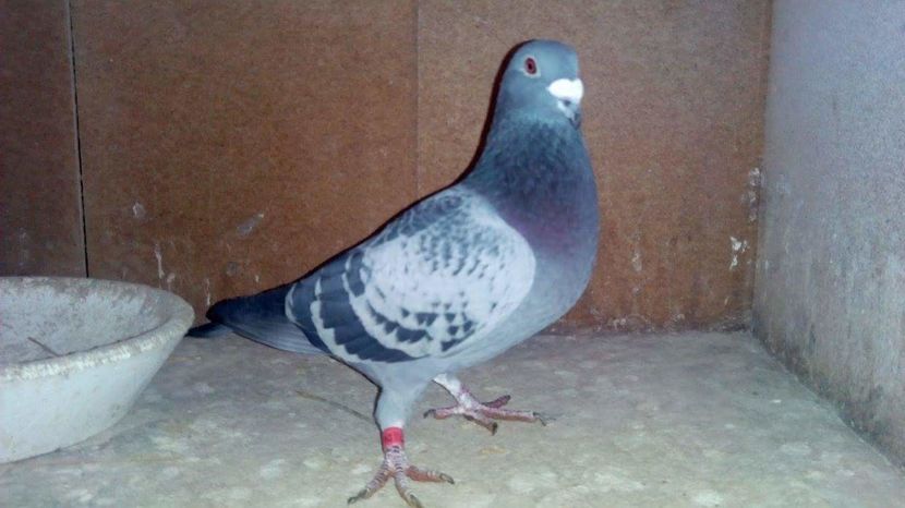 POZE TELEFON HUAWEI 228