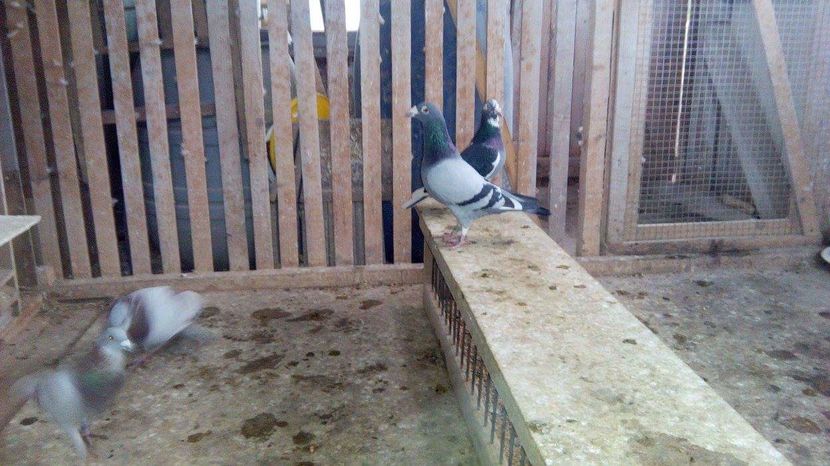 POZE TELEFON HUAWEI 230