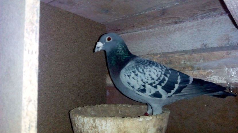 POZE TELEFON HUAWEI 231