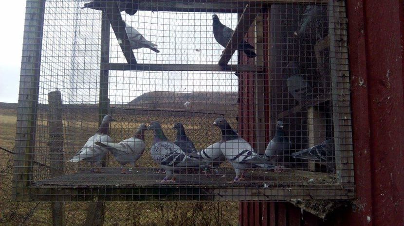 POZE TELEFON HUAWEI 232