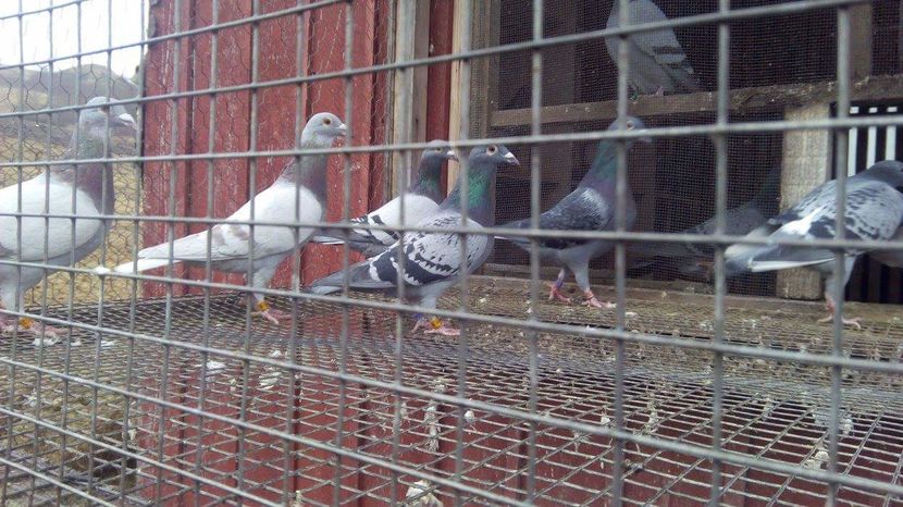 POZE TELEFON HUAWEI 233