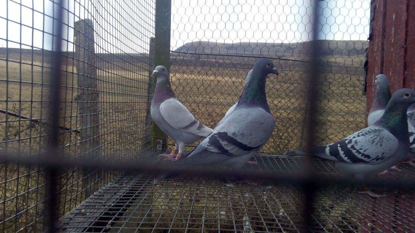 POZE TELEFON HUAWEI 236