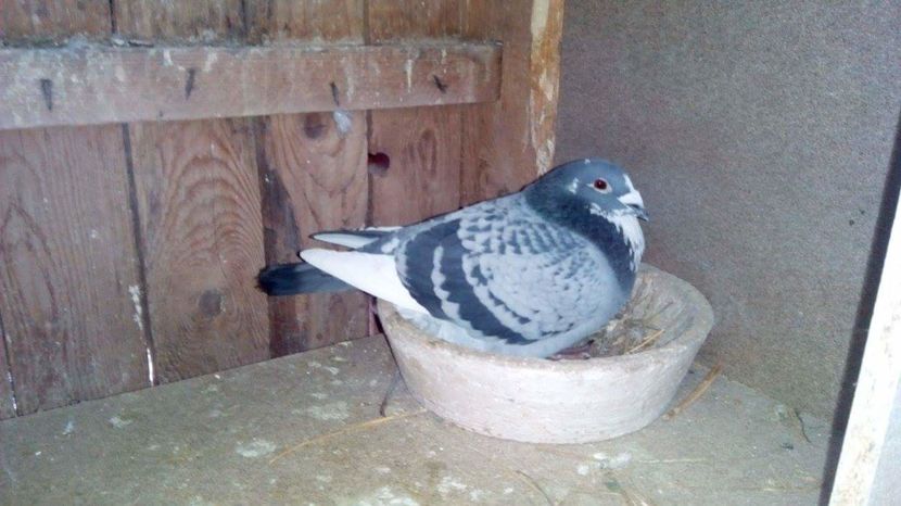 POZE TELEFON HUAWEI 238