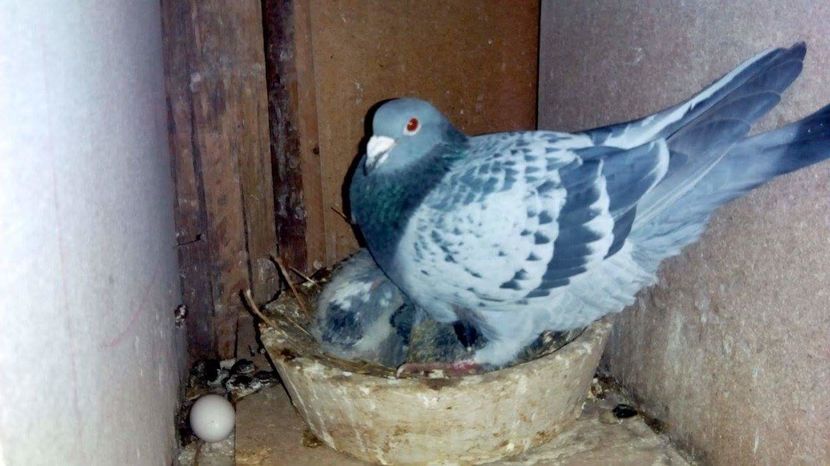 POZE TELEFON HUAWEI 239