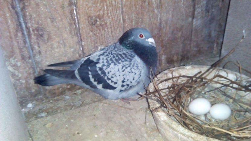 POZE TELEFON HUAWEI 240