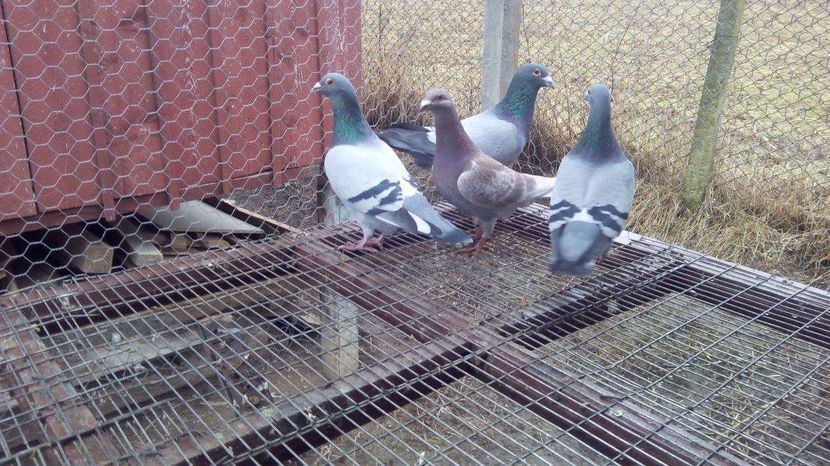 POZE TELEFON HUAWEI 241