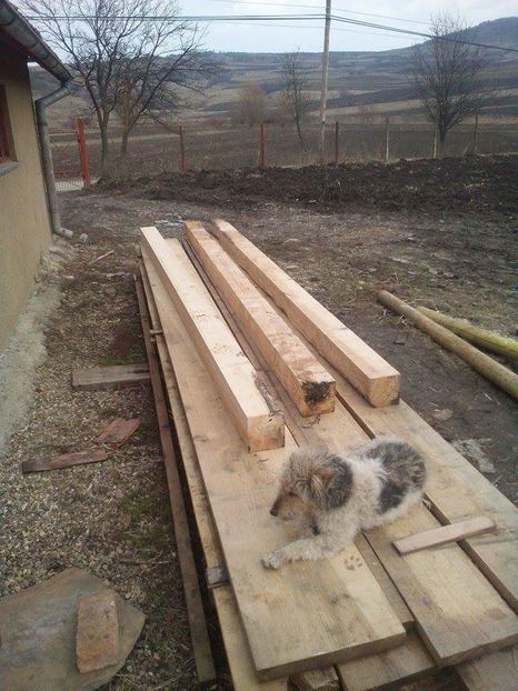 POZE TELEFON HUAWEI 244