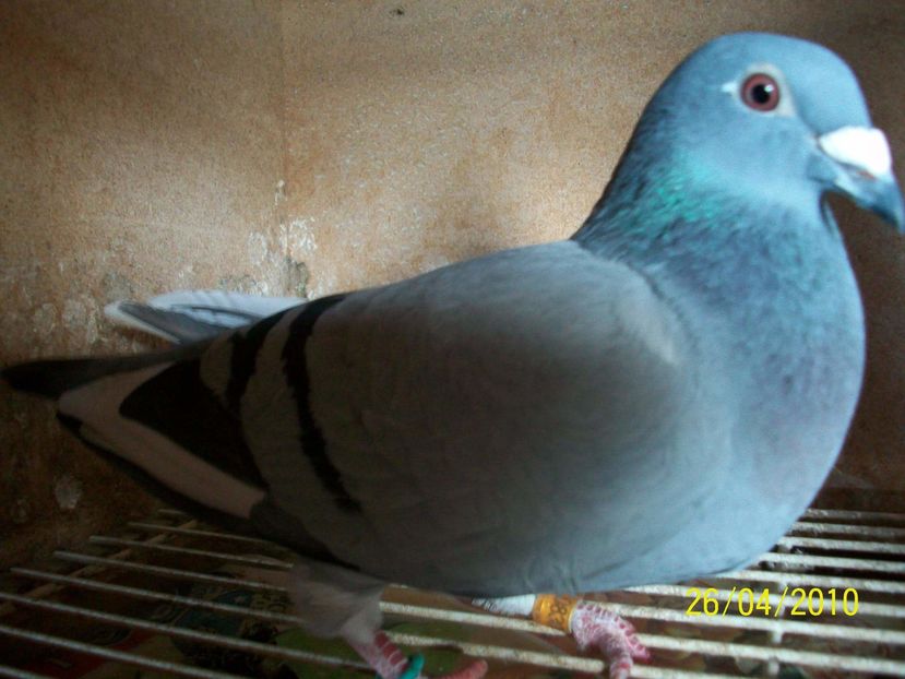 POZE TELEFON HUAWEI 256