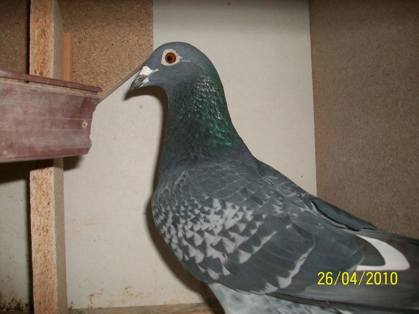 POZE TELEFON HUAWEI 257