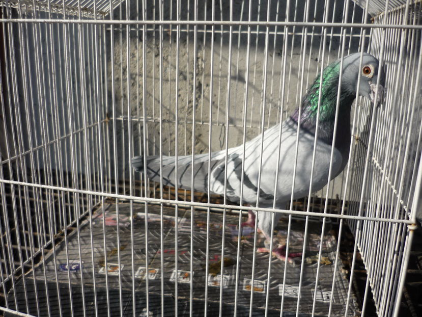 MASCUL ORIGINAL BOSCU BOGDAN; 0889049/2012

