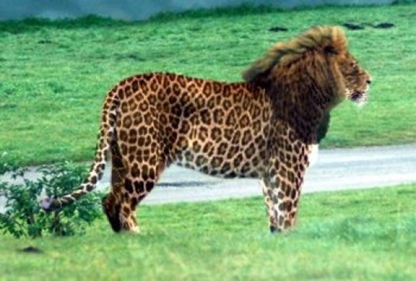 img_53819_thumbs_600x440_ligru_129568038780007