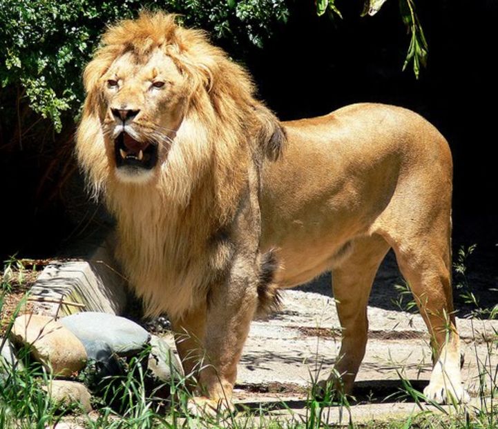 Leul - Animale in lume