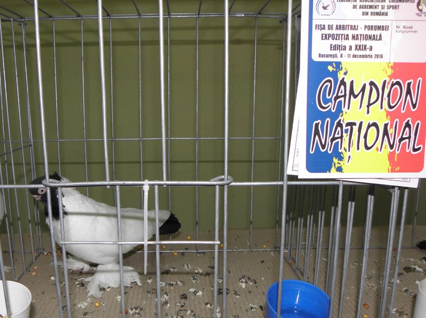 PC100039 - expo bucuresti 2016