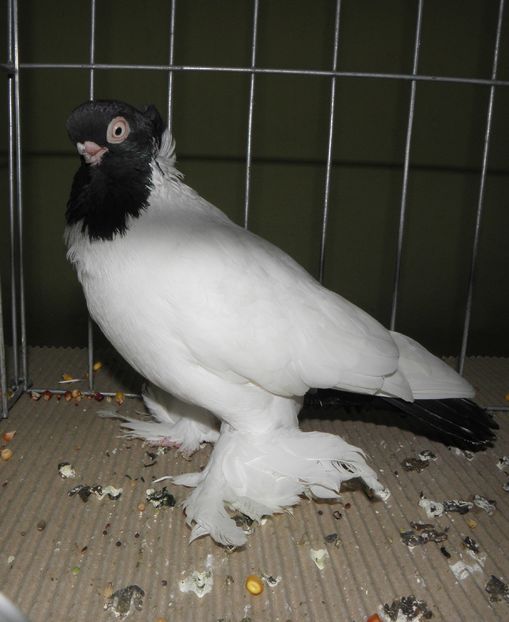 PC100041 - expo bucuresti 2016