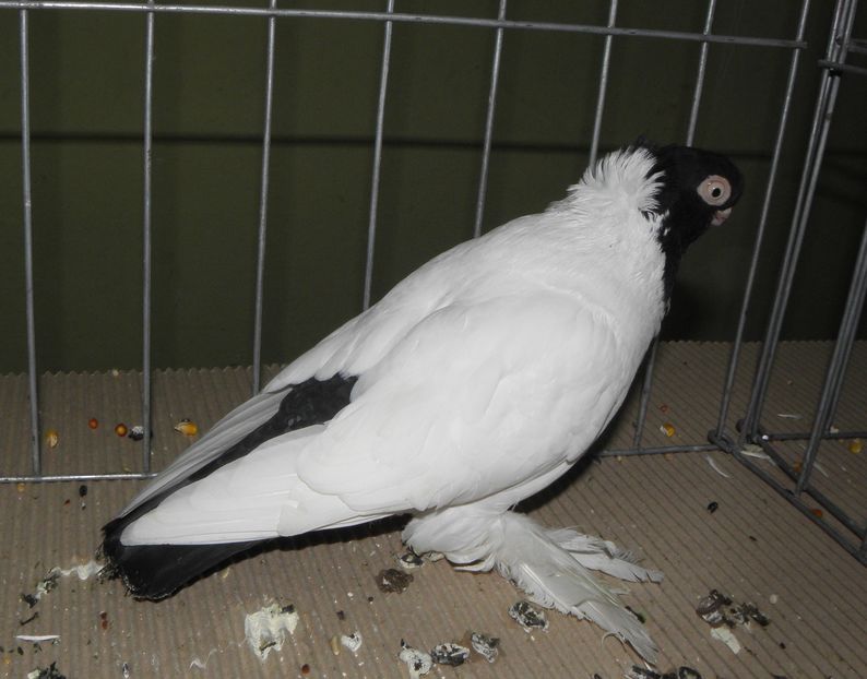 PC100042 - expo bucuresti 2016