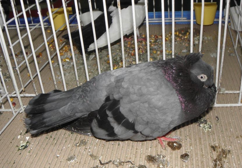 PC110081 - expo bucuresti 2016