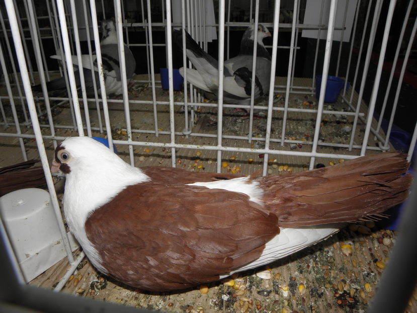 PC110099 - expo bucuresti 2016