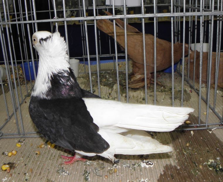 PC110102 - expo bucuresti 2016