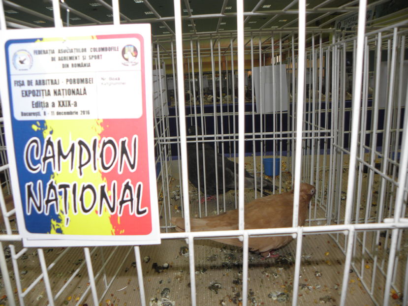 PC110105 - expo bucuresti 2016