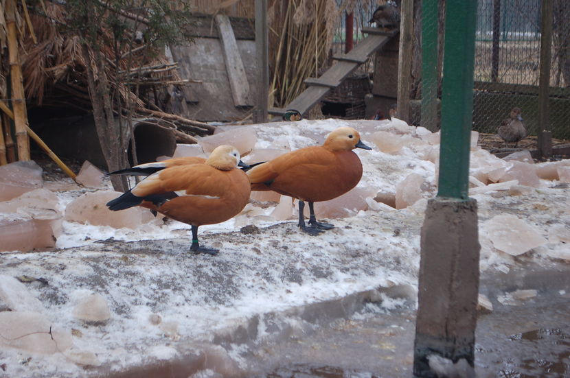  - Califar Rosu - Tadorna ferruginea
