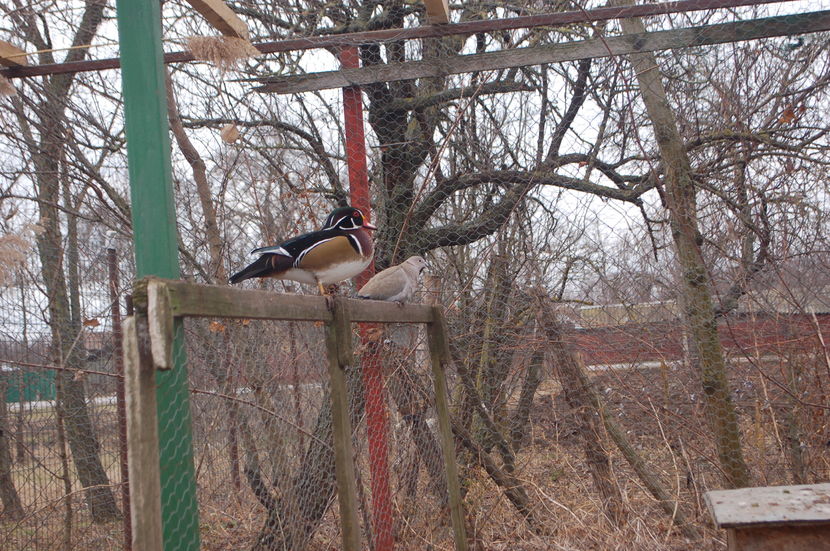 ; Prietenul gugustiuc
