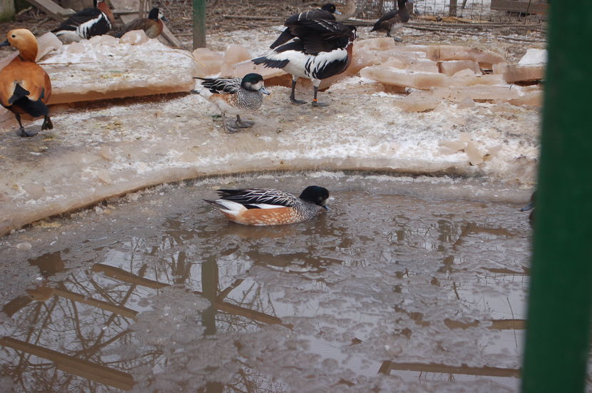  - Rata Fluieratoare de Chile - Anas sibilatrix