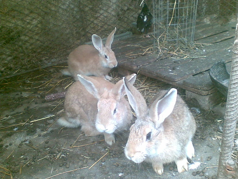 3 femele de  prasila - iepuri